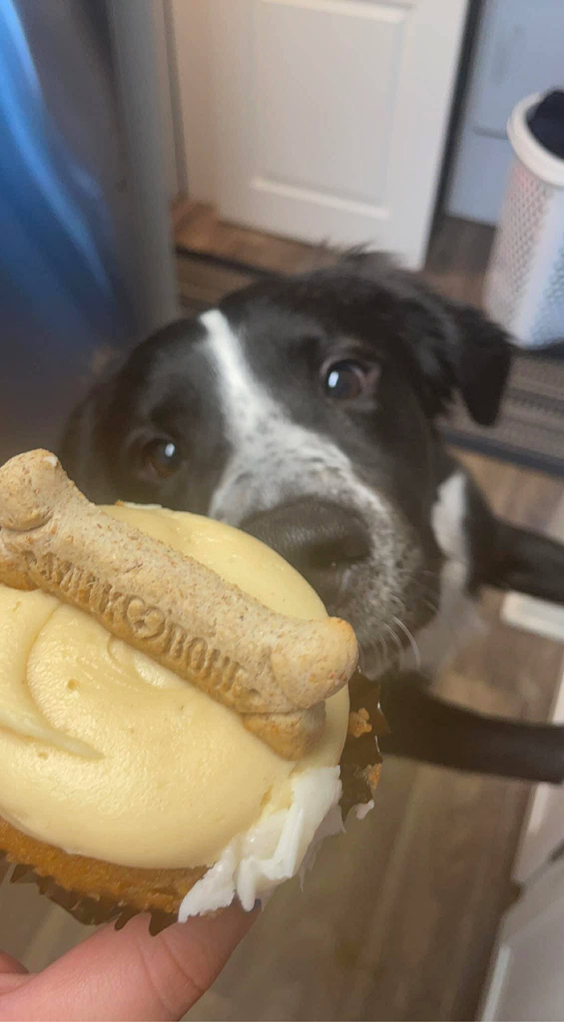 Champion joined the competition — help win amazing prizes! carnivore, clotted_cream, collar, comfort_food, companion_dog, cream, dessert, dog, frozen_dessert, fur, gelato, ice_cream, ingredient, mascarpone, milk, mug, paw, whipped_cream, whiskers, working_animal