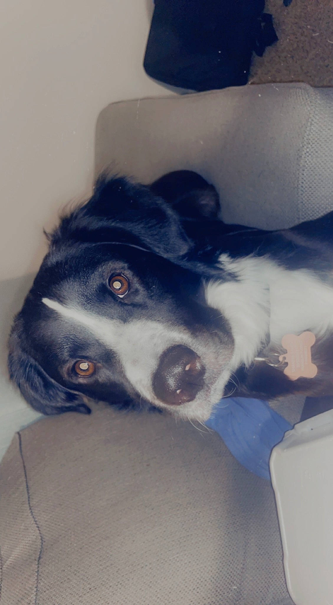 Champion is registered to the contest to win money with this photo: carnivore, comfort, companion_dog, couch, dog, dog_breed, electric_blue, fur, herding_dog, mammal, nap, sporting_group, whiskers, working_animal, working_dog