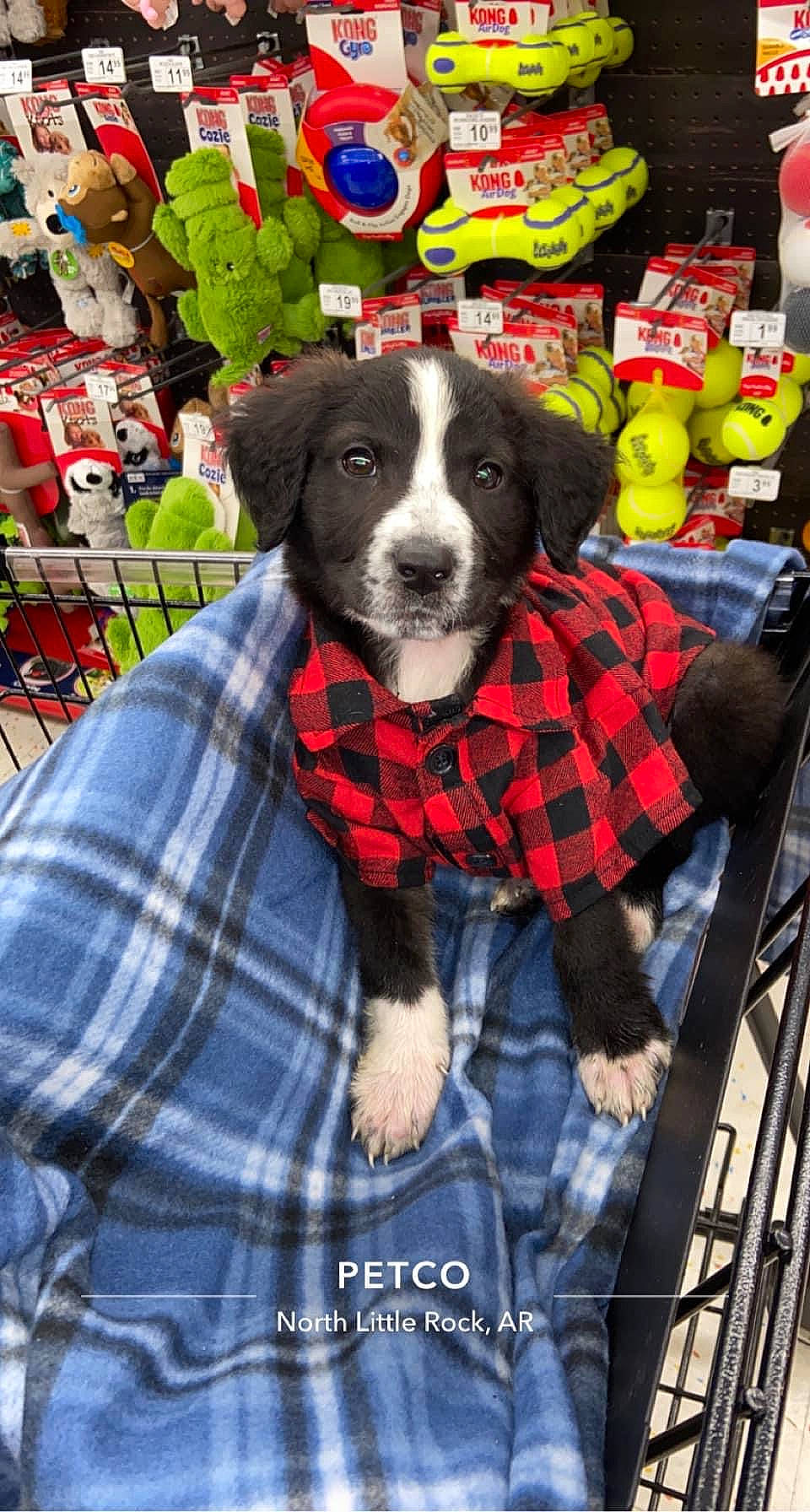 Champion is registered to the contest to win money with this photo: canidae, carnivore, collar, companion_dog, dog, dog_breed, dog_clothes, dog_supply, event, fur, pattern, pet_supply, plaid, plant, sleeve, snout, sporting_group, tartan, textile, working_animal