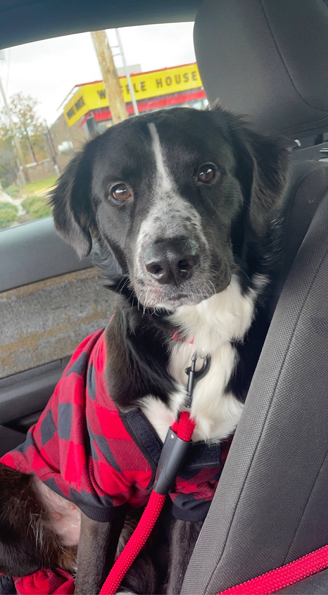 Champion joined the competition — help win amazing prizes! auto_part, canidae, car, carnivore, collar, companion_dog, dog, dog_breed, dog_collar, fur, leash, motor_vehicle, plant, snout, sporting_group, vehicle, whiskers, windshield, working_animal, working_dog