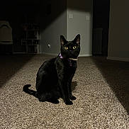 Vida joined the competition — help win amazing prizes! black_cat, cat, indoor, carpet, yellow_eyes, collar, pet, animal, feline, sitting, dark_room, shadow, focused_light, home, quiet, curious, alert, mystery, domestic_cat, portrait