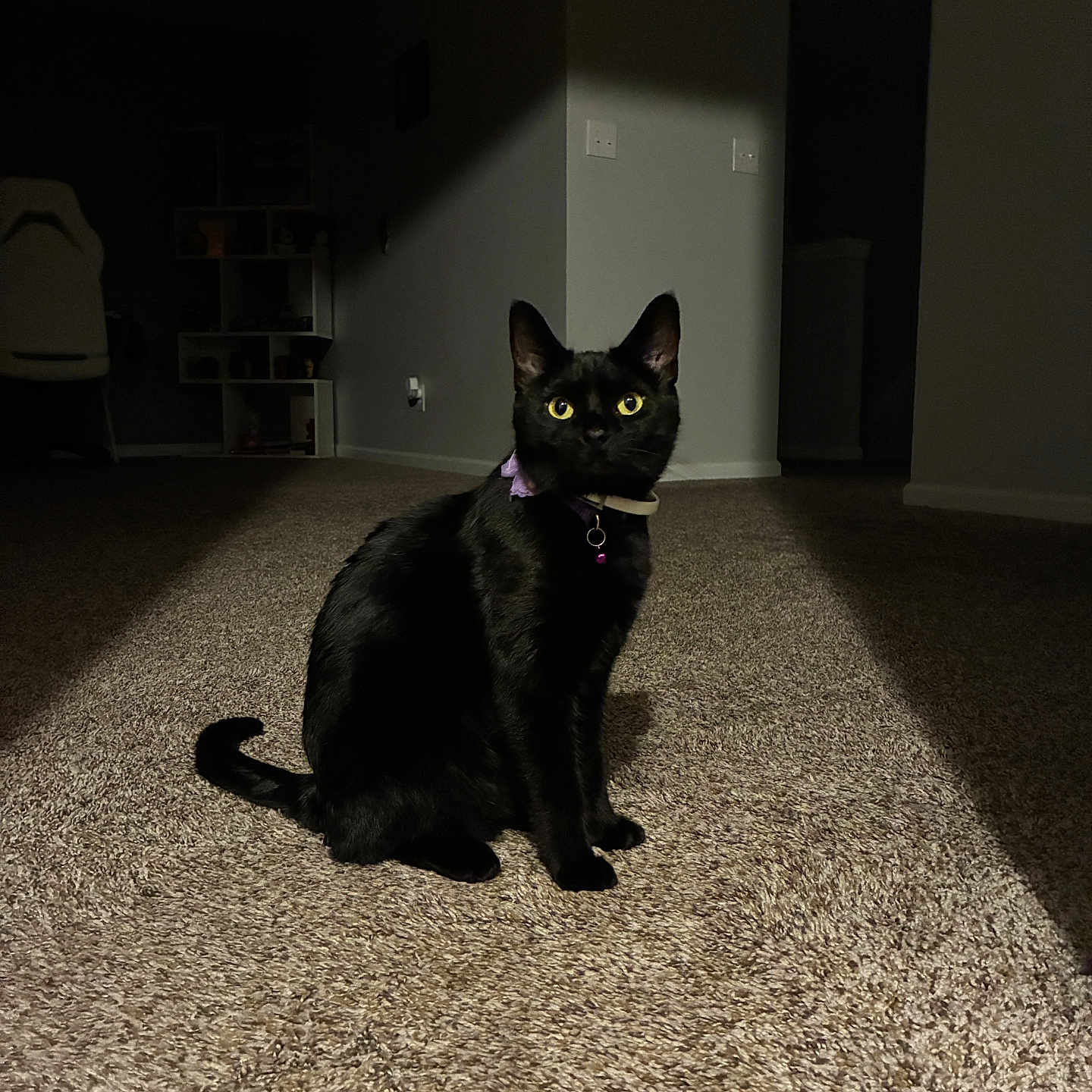 Vida joined the competition — help win amazing prizes! alert, animal, black_cat, carpet, cat, collar, curious, dark_room, domestic_cat, feline, focused_light, home, indoor, mystery, pet, portrait, quiet, shadow, sitting, yellow_eyes
