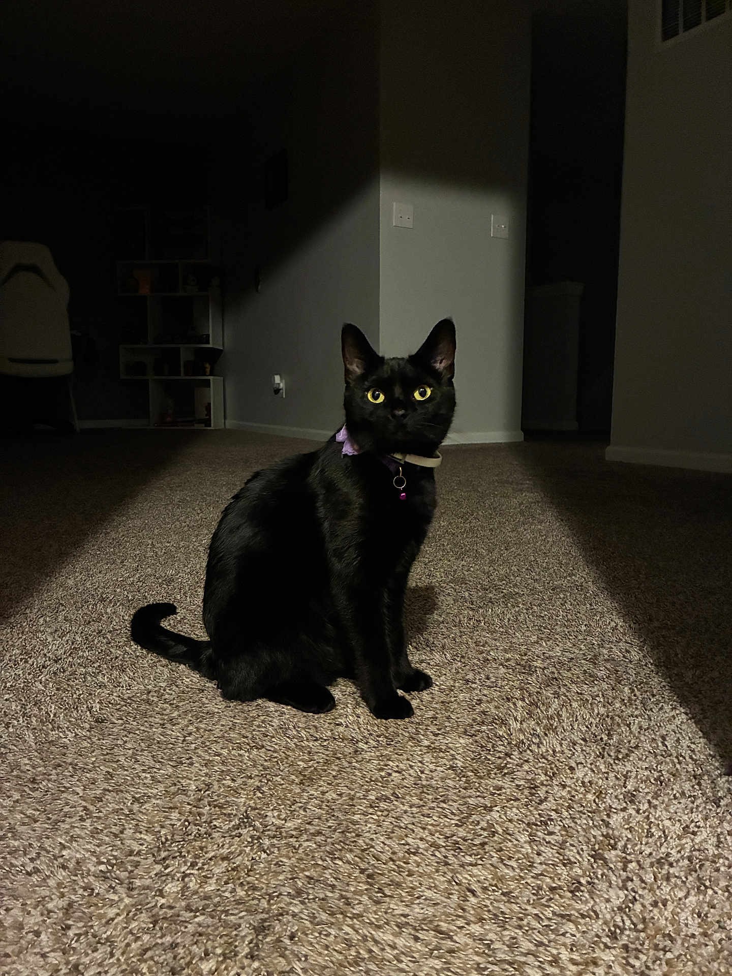 Vida joined the competition — help win amazing prizes! black_cat, cat, indoor, carpet, yellow_eyes, collar, pet, animal, feline, sitting, dark_room, shadow, focused_light, home, quiet, curious, alert, mystery, domestic_cat, portrait