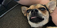 Arrow is registered to the contest to win money with this photo: animal, canine, chihuahua, closeup, collar, companion, couch, cute, dog, domestic_animal, ears, fur, furniture, human_arm, indoor, pet, relaxed, resting, small_dog, tongue_out