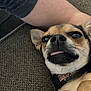 Arrow is registered to the contest to win money with this photo: dog, chihuahua, pet, tongue_out, cute, relaxed, indoor, couch, furniture, closeup, small_dog, animal, companion, domestic_animal, canine, resting, fur, ears, collar, human_arm