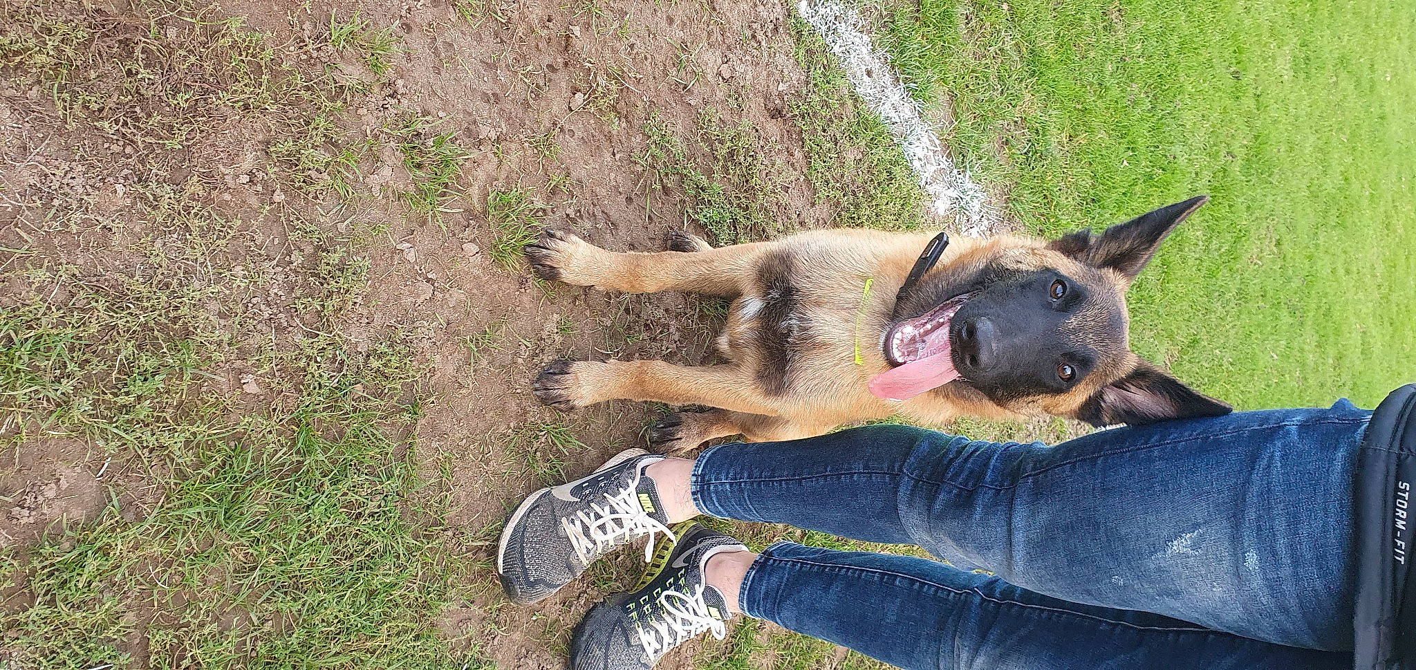 Sony participe au concours pour gagner de l'argent avec cette photo : canidae, carnivore, companion_dog, dog, dog_breed, east_european_shepherd, fawn, foot, german_shepherd_dog, grass, herding_dog, human_leg, non_sporting_group, shadow, snout, soil, sporting_group, working_animal, working_dog