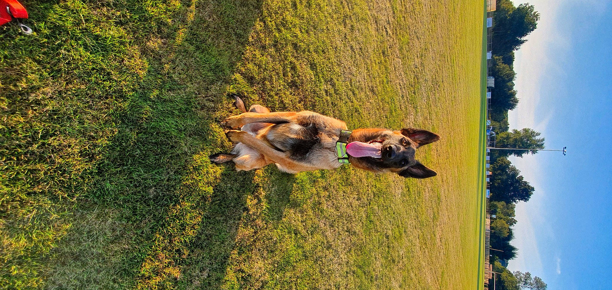 Sony a rejoint le concours — aidez-le/la à gagner de superbes lots ! carnivore, companion_dog, dog, dog_breed, fawn, grass, grassland, groundcover, landscape, lawn, leisure, plant, sky, snout, sporting_group, tail, terrestrial_animal, tree, wood, working_animal