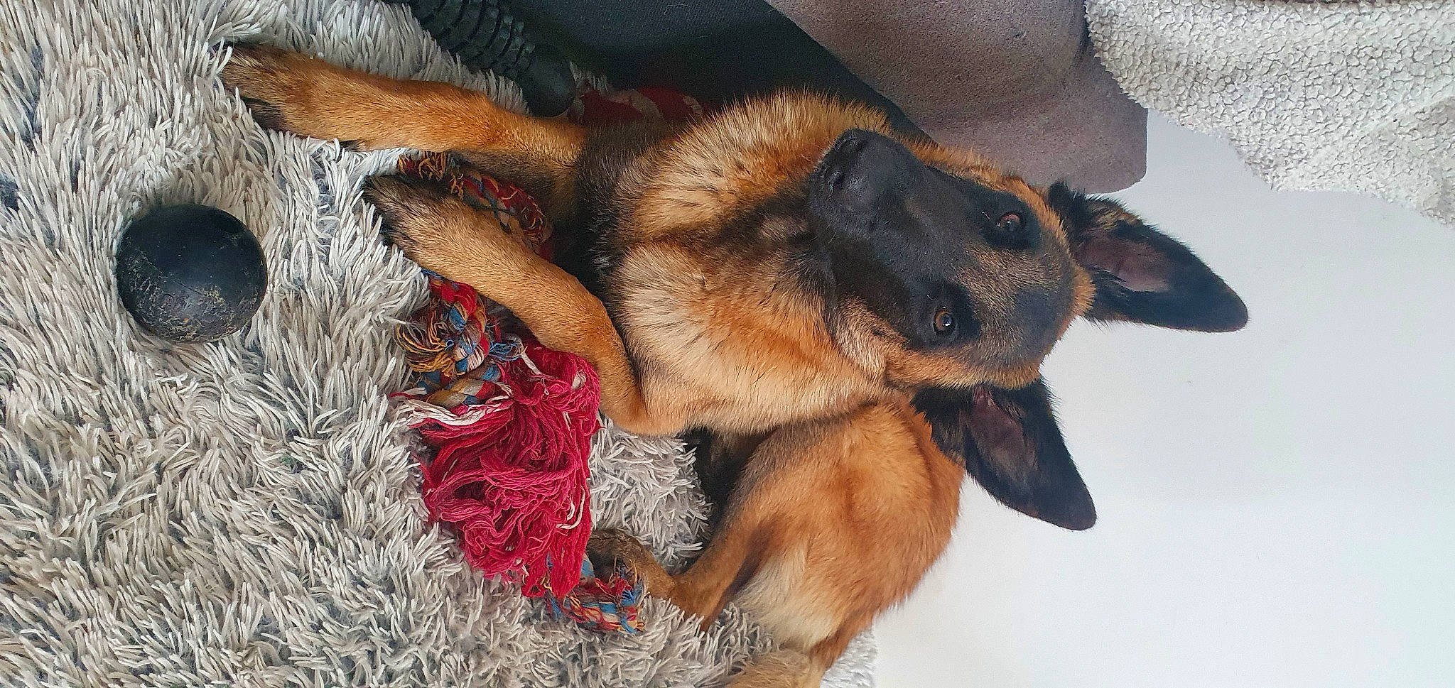 Sony a rejoint le concours — aidez-le/la à gagner de superbes lots ! canidae, carnivore, claw, companion_dog, dog, dog_breed, ear, fawn, foot, fur, german_shepherd_dog, liver, old_german_shepherd_dog, paw, pet_supply, snout, sporting_group, tail, whiskers, working_animal