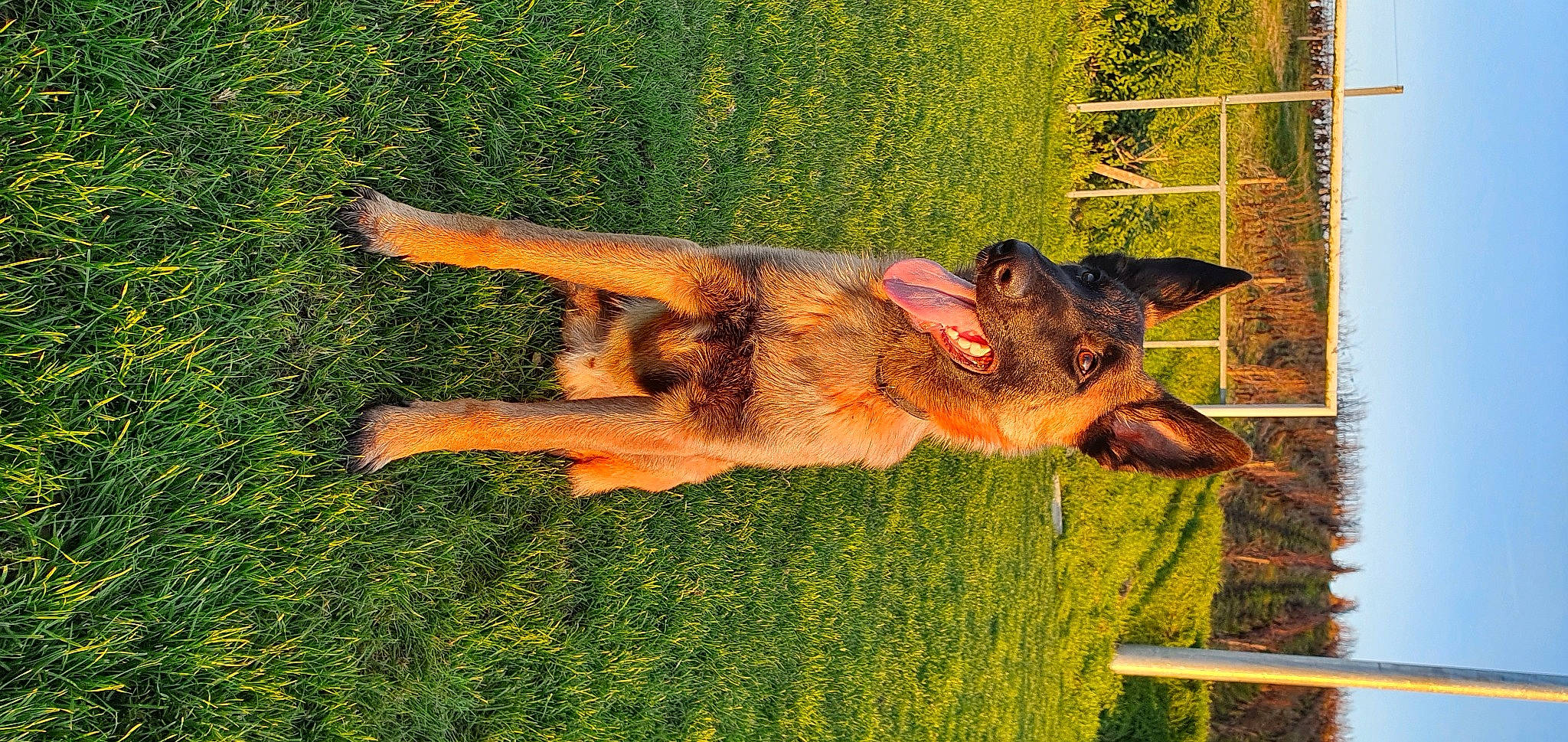 Sony a rejoint le concours — aidez-le/la à gagner de superbes lots ! canidae, carnivore, companion_dog, dog, dog_breed, fawn, grass, grass_family, grassland, heat, lawn, liver, people_in_nature, plant, snout, sporting_group, tail, tree, wood, working_animal