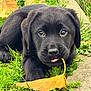 Arrow a rejoint le concours — aidez-le/la à gagner de superbes lots ! puppy, black_dog, grass, leaf, outdoor, cute, animal, pet, nature, young_dog, playful, tongue, fall, close_up, adorable, fur, mammal, greenery, small_dog, laying_down