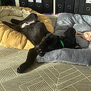 Arrow participe au concours pour gagner de l'argent avec cette photo : black_dog, puppy, dog_bed, rope_toy, relaxed, sleeping, upside_down, indoor, carpet, office_supplies, binders, furniture, cozy, pet, animal, lying_down, collar, toy, domestic, resting