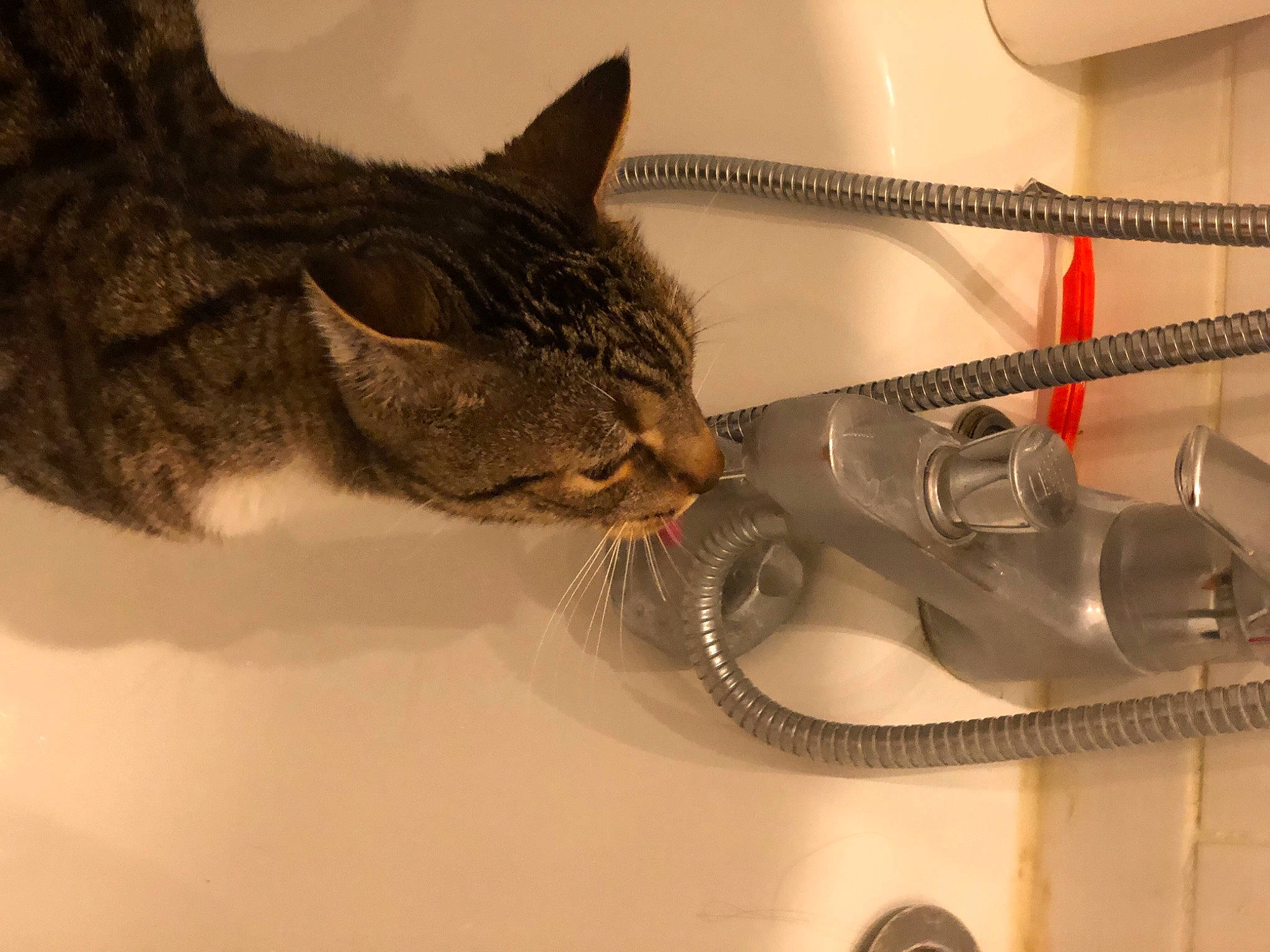 Litchee a rejoint le concours — aidez-le/la à gagner de superbes lots ! air_gun, carnivore, cat, claw, comfort, domestic_short_haired_cat, electrical_wiring, felidae, fur, metal, plumbing, shotgun, small_to_medium_sized_cats, tail, whiskers, wire