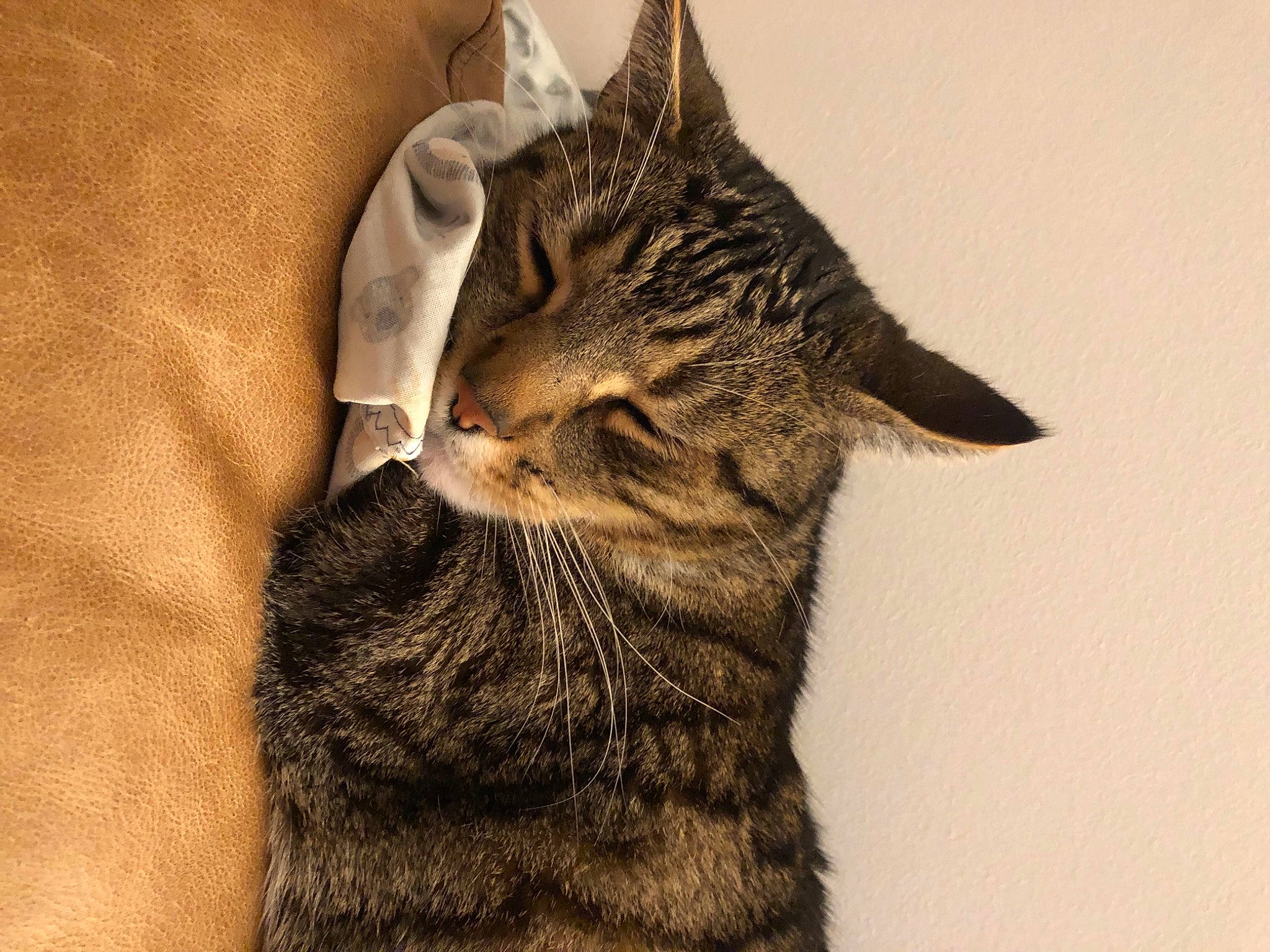 Litchee a rejoint le concours — aidez-le/la à gagner de superbes lots ! carnivore, cat, claw, domestic_short_haired_cat, ear, felidae, fur, gesture, nap, paw, small_to_medium_sized_cats, snout, tail, terrestrial_animal, tree, whiskers, wildlife