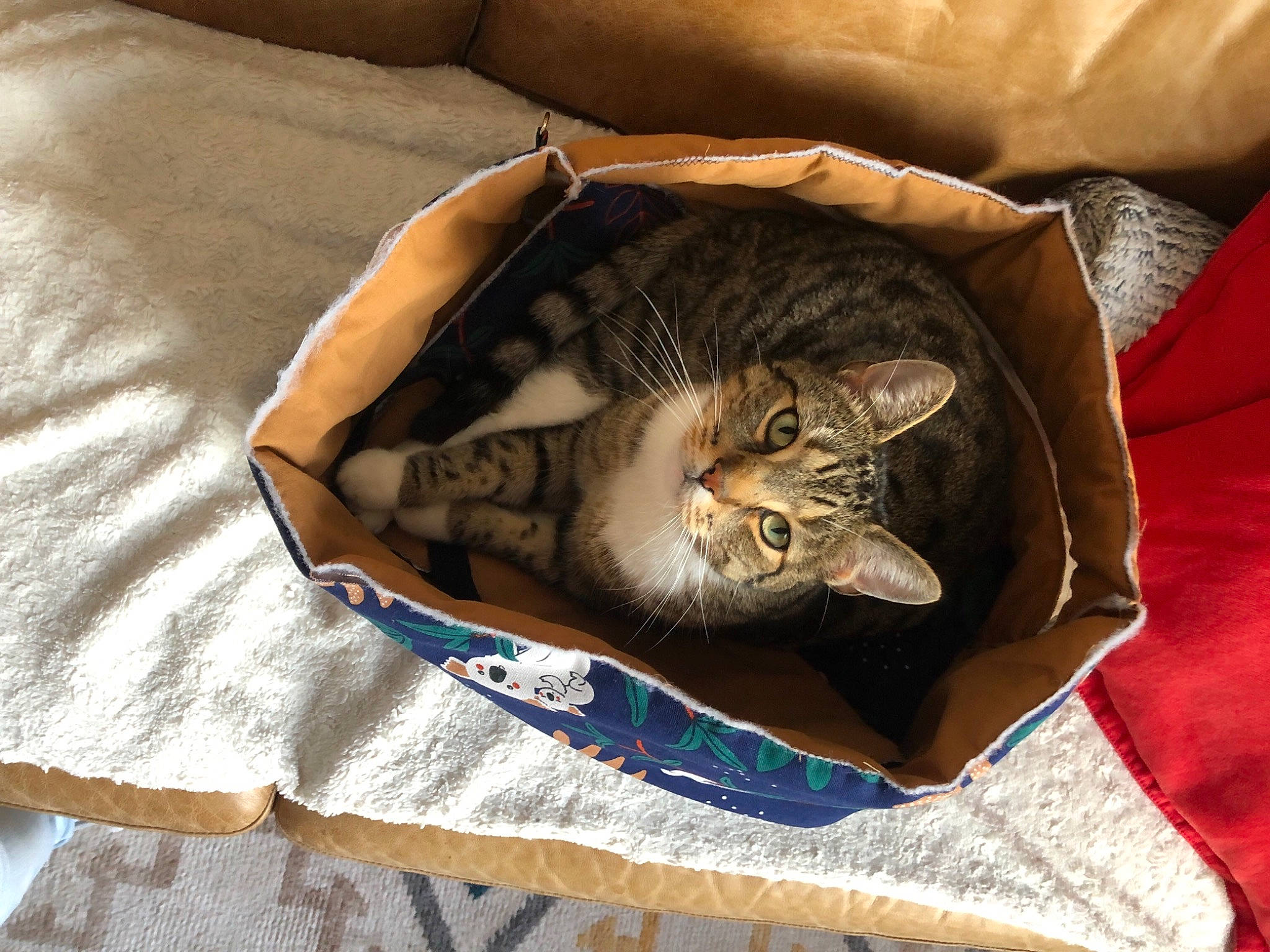 Litchee participe au concours pour gagner de l'argent avec cette photo : bag, baggage, brown, carnivore, cat, cat_bed, cat_supply, comfort, domestic_short_haired_cat, fawn, felidae, fur, grey, linens, luggage_and_bags, nap, small_to_medium_sized_cats, tail, whiskers, wood