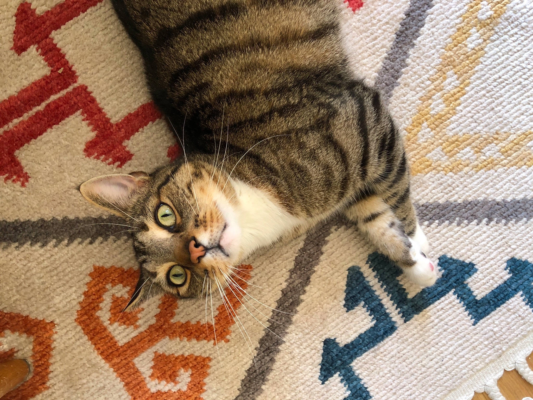 Litchee participe au concours pour gagner de l'argent avec cette photo : carnivore, cat, claw, comfort, domestic_short_haired_cat, felidae, flooring, foot, fur, grey, human_leg, linens, pattern, paw, small_to_medium_sized_cats, snout, tail, textile, whiskers, wood