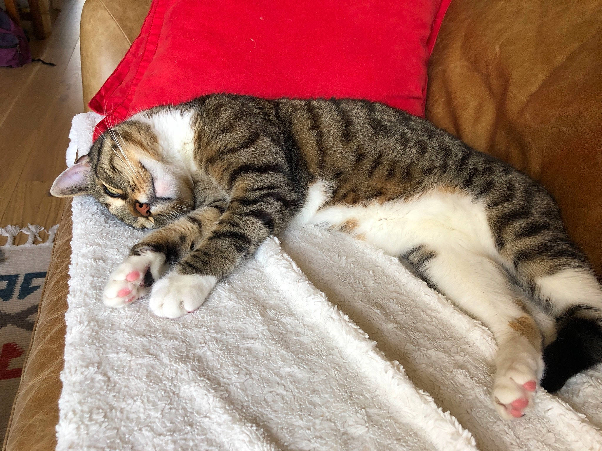 Litchee participe au concours pour gagner de l'argent avec cette photo : blanket, carnivore, cat, claw, comfort, domestic_short_haired_cat, felidae, fur, linens, nap, paw, sleep, small_to_medium_sized_cats, snout, tail, terrestrial_animal, whiskers