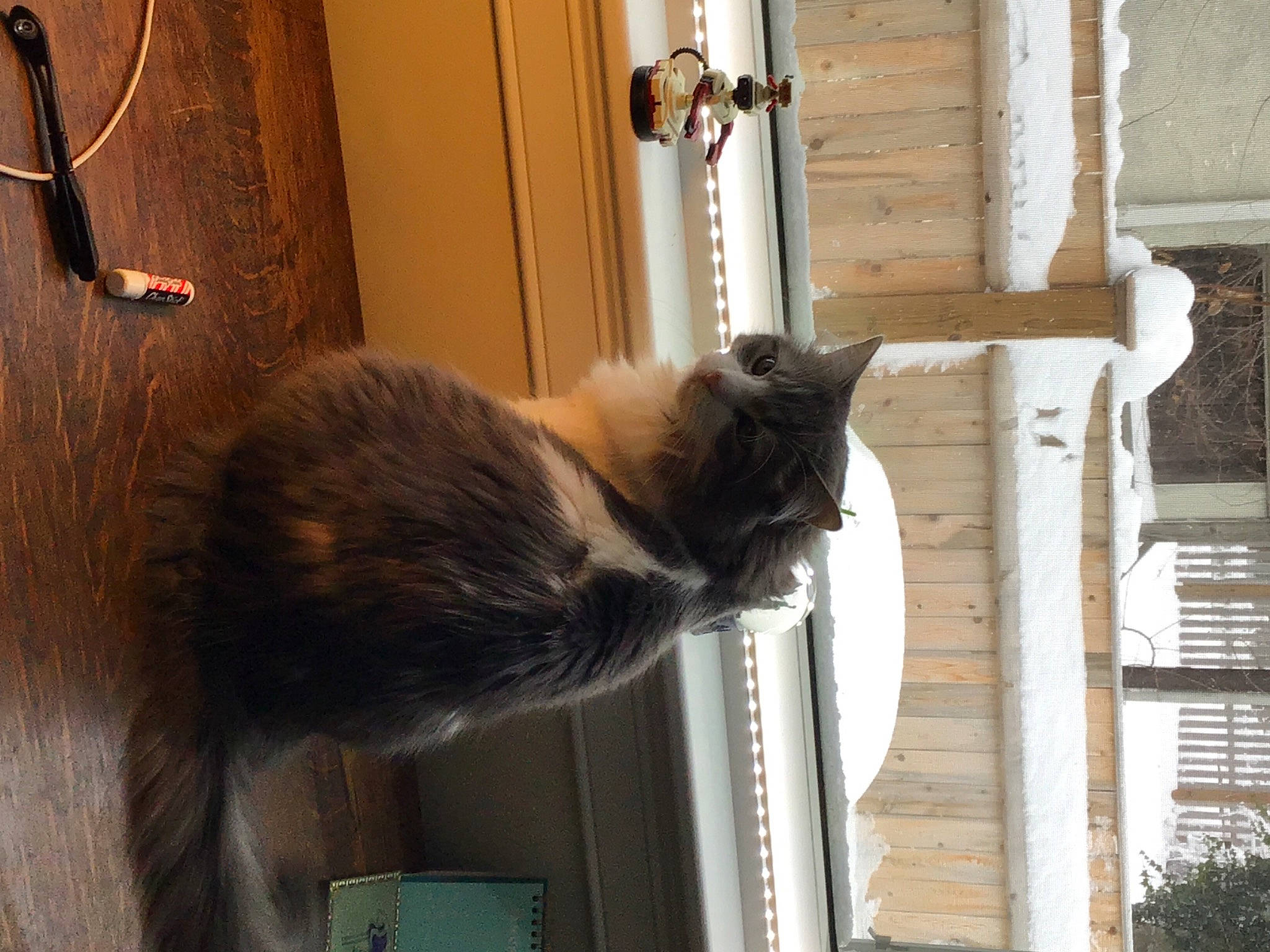 Maddie joined the competition — help win amazing prizes! carnivore, cat, felidae, fixture, fur, small_to_medium_sized_cats, tail, vertebrate, whiskers