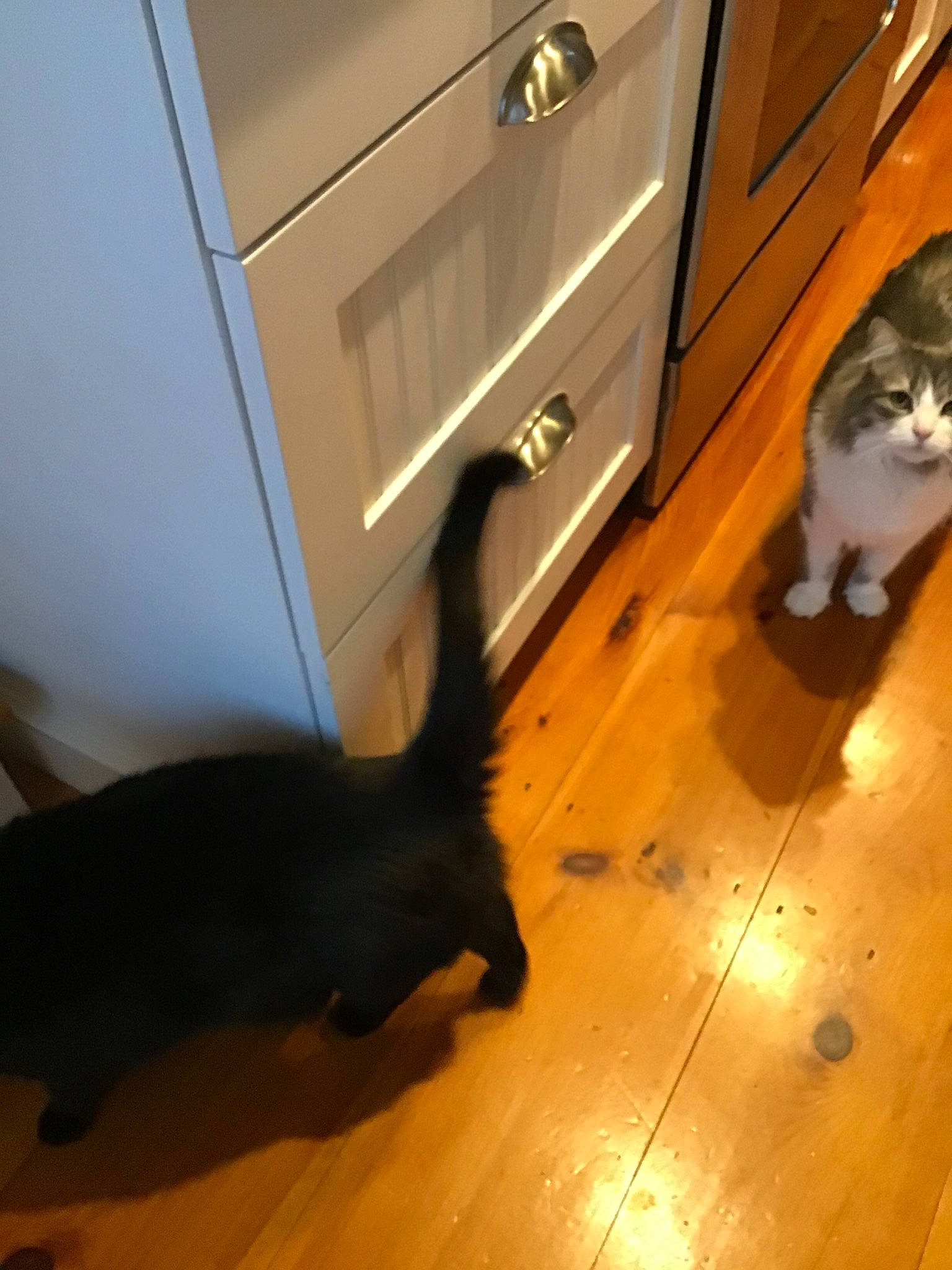 Maddie is registered to the contest to win money with this photo: carnivore, cat, european_shorthair, fawn, felidae, floor, flooring, hardwood, kitten, small_to_medium_sized_cats, tail, whiskers, wood