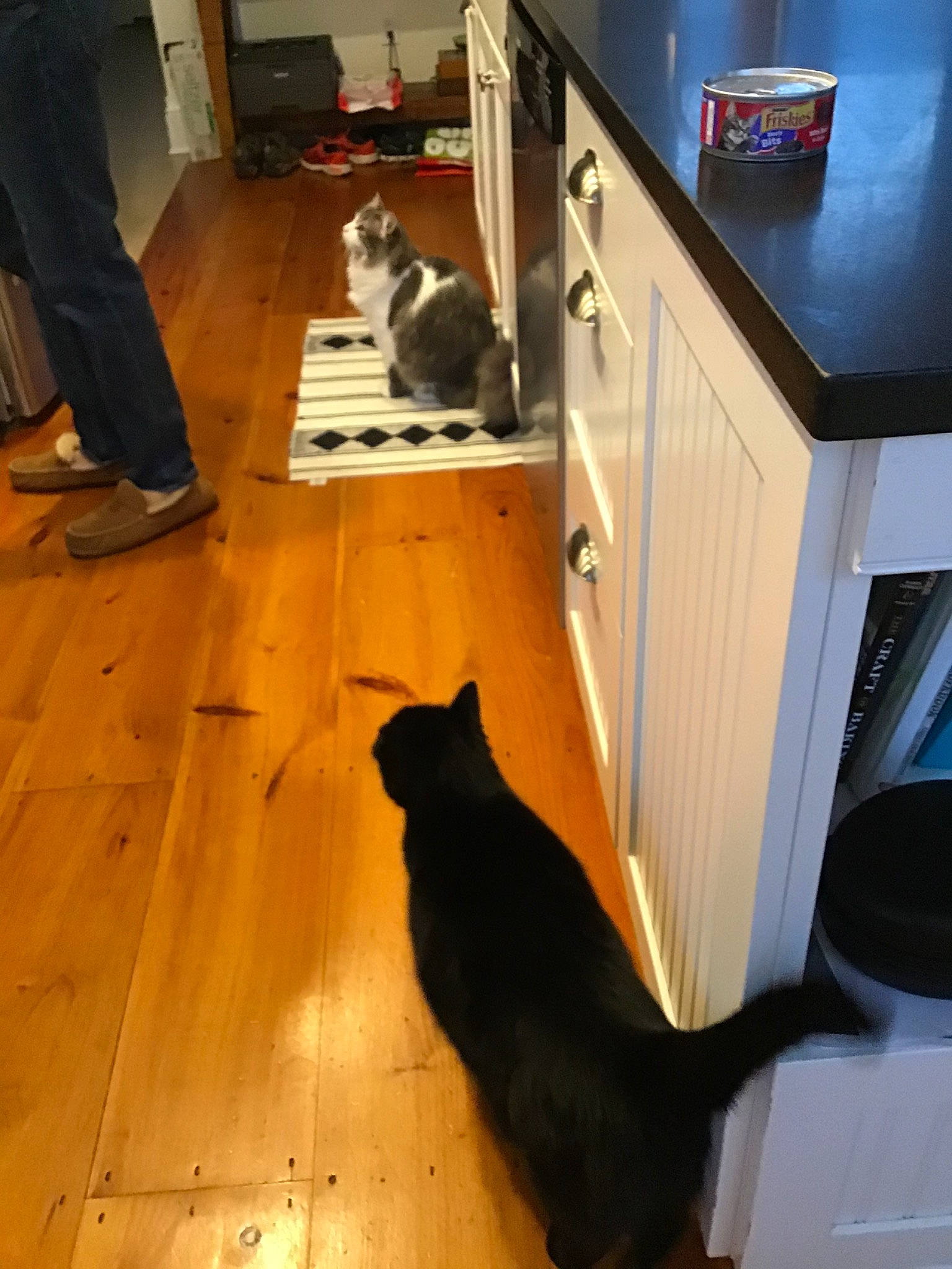 Maddie is registered to the contest to win money with this photo: canidae, carnivore, cat, dog_breed, felidae, floor, flooring, hardwood, laminate_flooring, small_to_medium_sized_cats, tail, whiskers, wood, wood_flooring