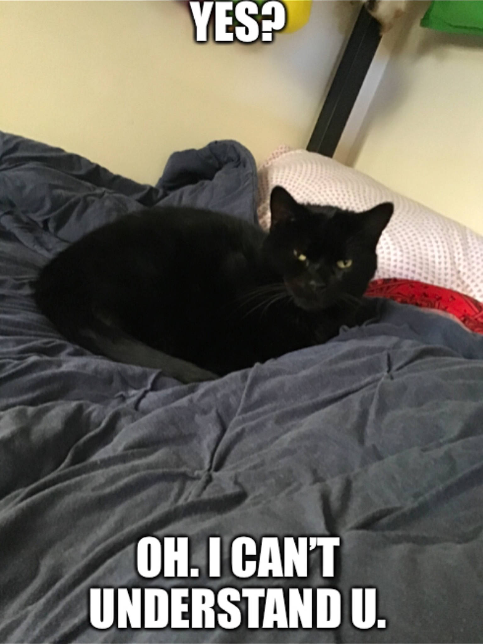 Tiki is registered to the contest to win money with this photo: bed, bed_sheet, bedding, black, black_cat, blanket, bombay, carnivore, cat, comfort, felidae, linens, small_to_medium_sized_cats, stairs, terrestrial_animal, vertebrate, whiskers, yellow