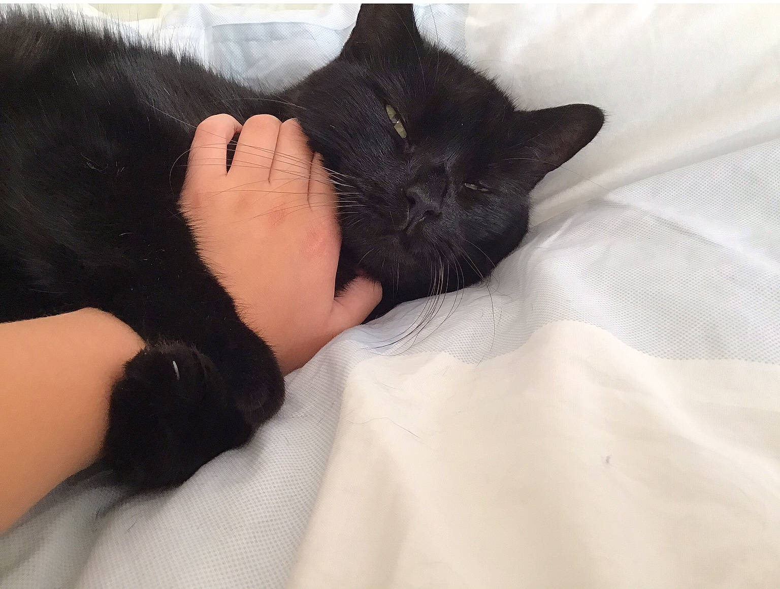 Tiki is registered to the contest to win money with this photo: bed, bed_sheet, bedding, black, black_cat, black_hair, carnivore, cat, comfort, felidae, fur, human, linens, nail, nap, skin, sleep, small_to_medium_sized_cats, vertebrate, whiskers