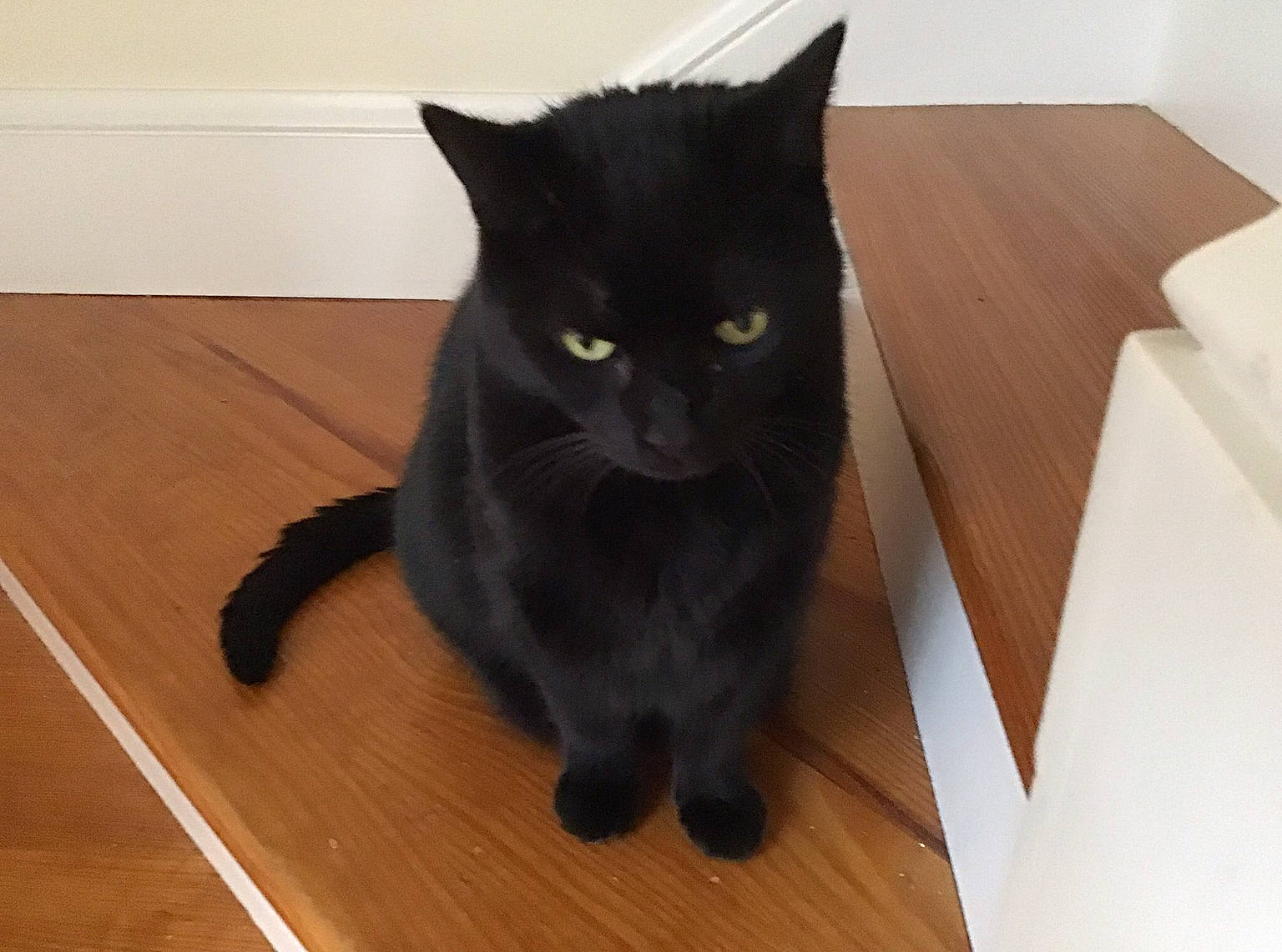 Tiki joined the competition — help win amazing prizes! black, black_cat, bombay, carnivore, cat, felidae, floor, flooring, fur, hardwood, laminate_flooring, plank, plywood, small_to_medium_sized_cats, snout, varnish, whiskers, wood, wood_flooring, wood_stain