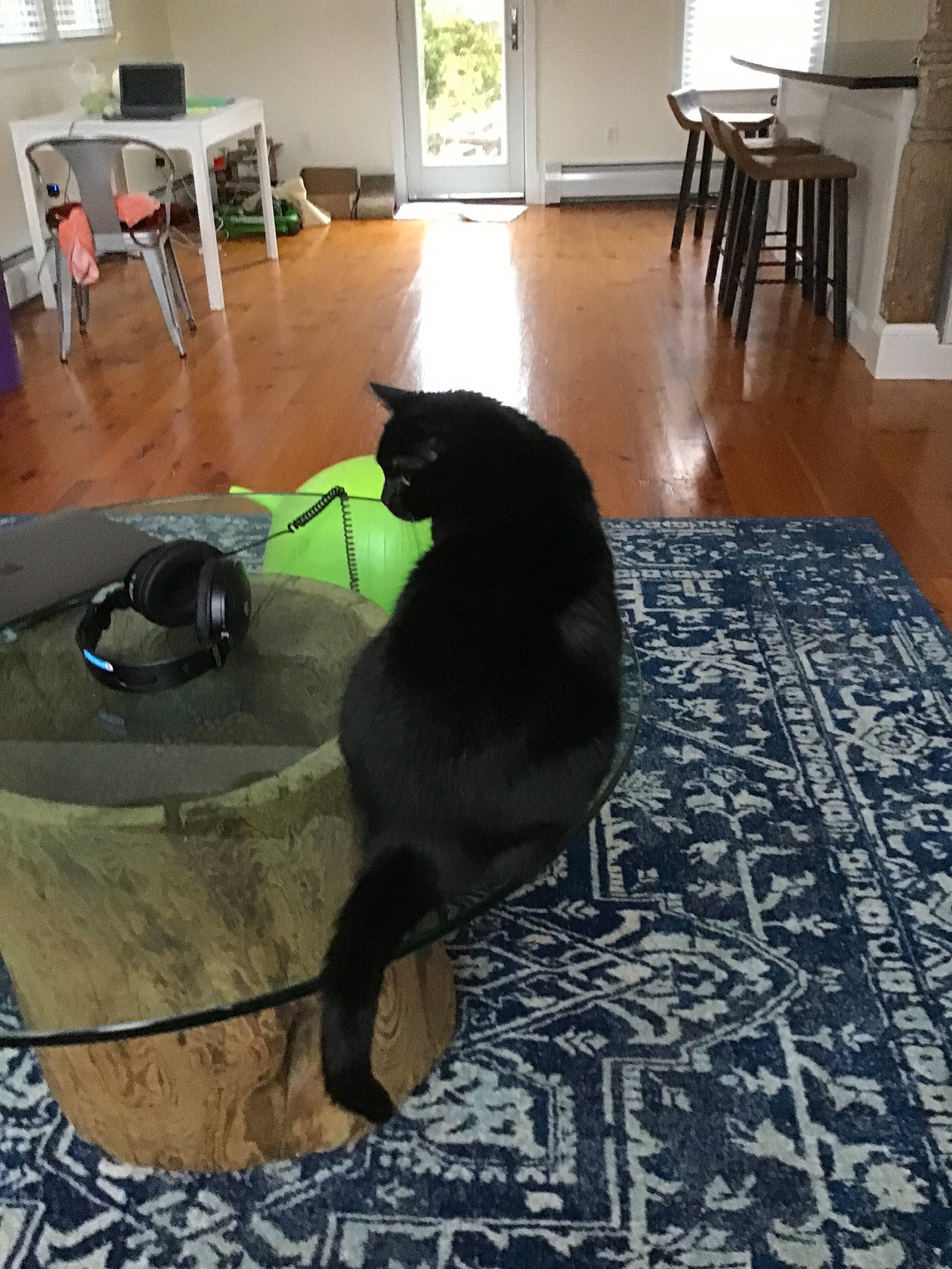 Tiki joined the competition — help win amazing prizes! black_cat, carnivore, cat, felidae, floor, flooring, hardwood, room, russian_blue, small_to_medium_sized_cats, tail, tile