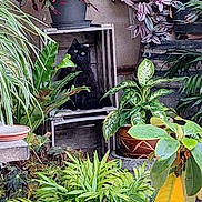 Youpette participe au concours pour gagner de l'argent avec cette photo : animal, black_cat, cat_in_box, colorful_flowers, curious_cat, decor, flowering_plant, foliage, garden, green_eyes, green_leaves, houseplant, indoor_plants, leafy, nature, pet, plant_pot, potted_plants, shrubbery, wooden_crate