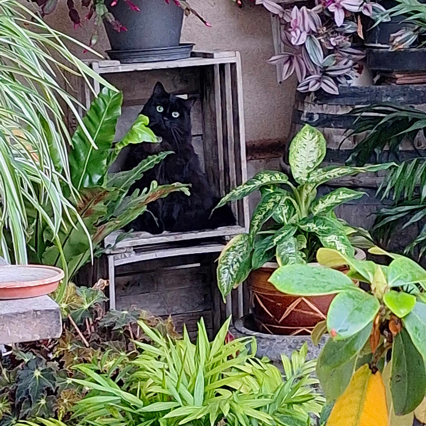 Youpette participe au concours pour gagner de l'argent avec cette photo : animal, black_cat, cat_in_box, colorful_flowers, curious_cat, decor, flowering_plant, foliage, garden, green_eyes, green_leaves, houseplant, indoor_plants, leafy, nature, pet, plant_pot, potted_plants, shrubbery, wooden_crate