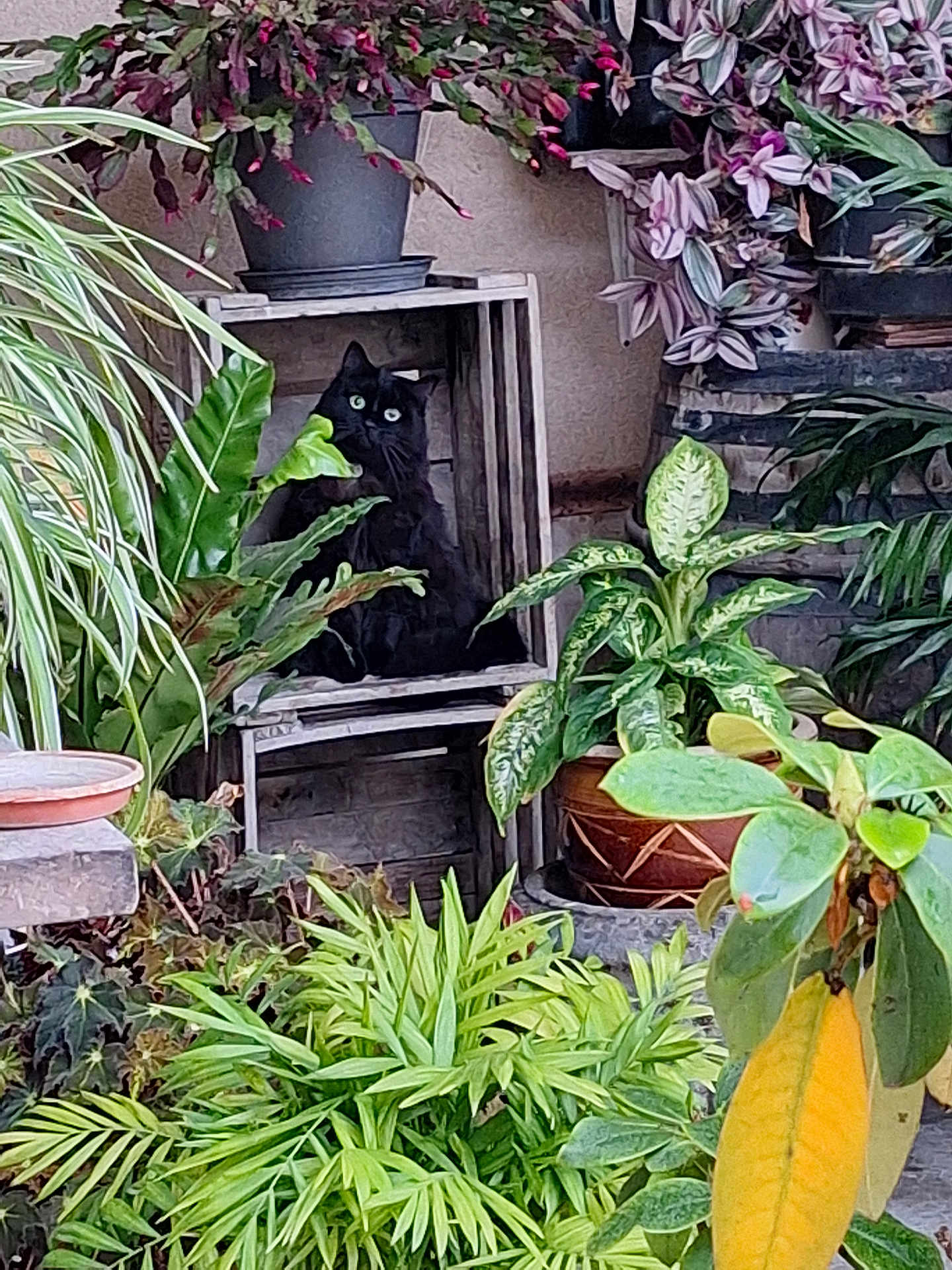 Youpette participe au concours pour gagner de l'argent avec cette photo : animal, black_cat, cat_in_box, colorful_flowers, curious_cat, decor, flowering_plant, foliage, garden, green_eyes, green_leaves, houseplant, indoor_plants, leafy, nature, pet, plant_pot, potted_plants, shrubbery, wooden_crate
