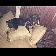 Athena joined the competition — help win amazing prizes! animal, black_dog, canine, couch, curtains, cushion, dog, domestic_animal, friendly, furniture, happy, indoor, living_room, pet, pink_harness, relaxing, resting, smiling, tan_dog, tongue_out