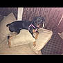 animal, black_dog, canine, couch, curtains, cushion, dog, domestic_animal, friendly, furniture, happy, indoor, living_room, pet, pink_harness, relaxing, resting, smiling, tan_dog, tongue_out