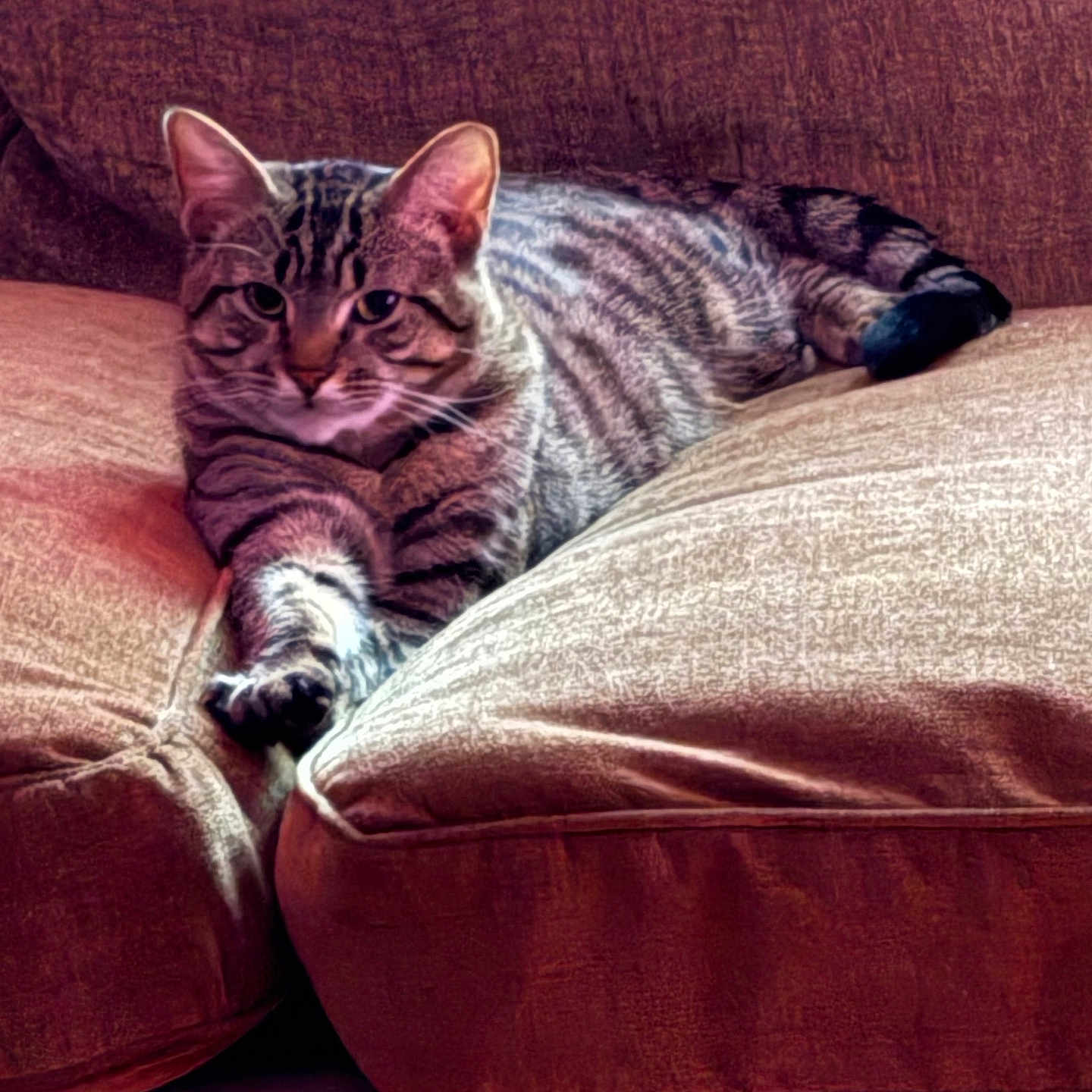 Mont Clovey joined the competition — help win amazing prizes! animal, architecture, armchair, blanket, building, cat, chair, couch, cushion, furniture, homedecor, indoors, interiordesign, kitten, livingroom, manx, person, pet, room, sleeping