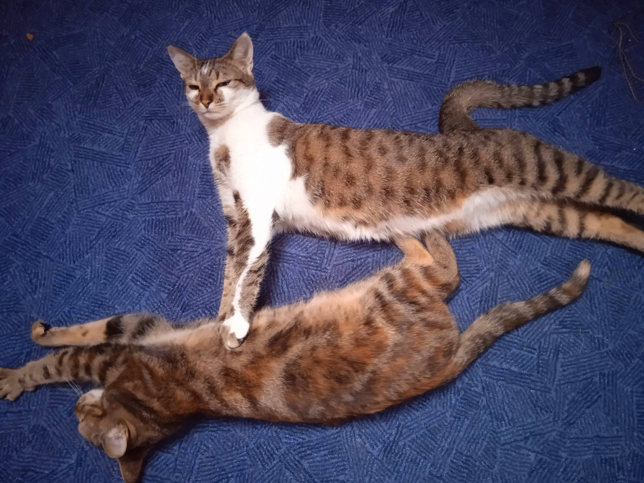 Rififi a rejoint le concours — aidez-le/la à gagner de superbes lots ! carnivore, cat, claw, domestic_short_haired_cat, eye, fawn, felidae, foot, fur, head, paw, small_to_medium_sized_cats, snout, tail, terrestrial_animal, whiskers, wildlife