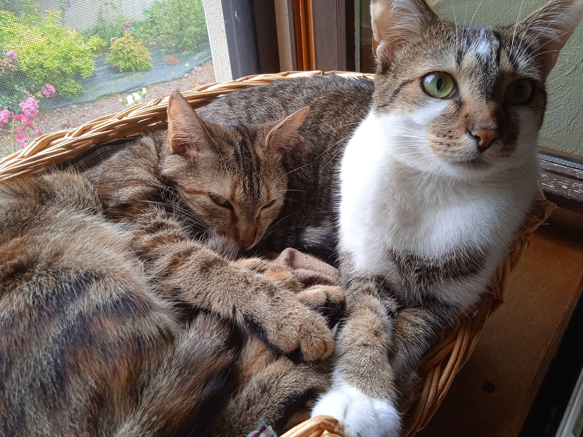 Rififi a rejoint le concours — aidez-le/la à gagner de superbes lots ! carnivore, cat, cat_supply, claw, comfort, domestic_short_haired_cat, fawn, felidae, fur, mammal, paw, plant, sitting, small_to_medium_sized_cats, snout, tail, terrestrial_animal, tree, vertebrate, whiskers