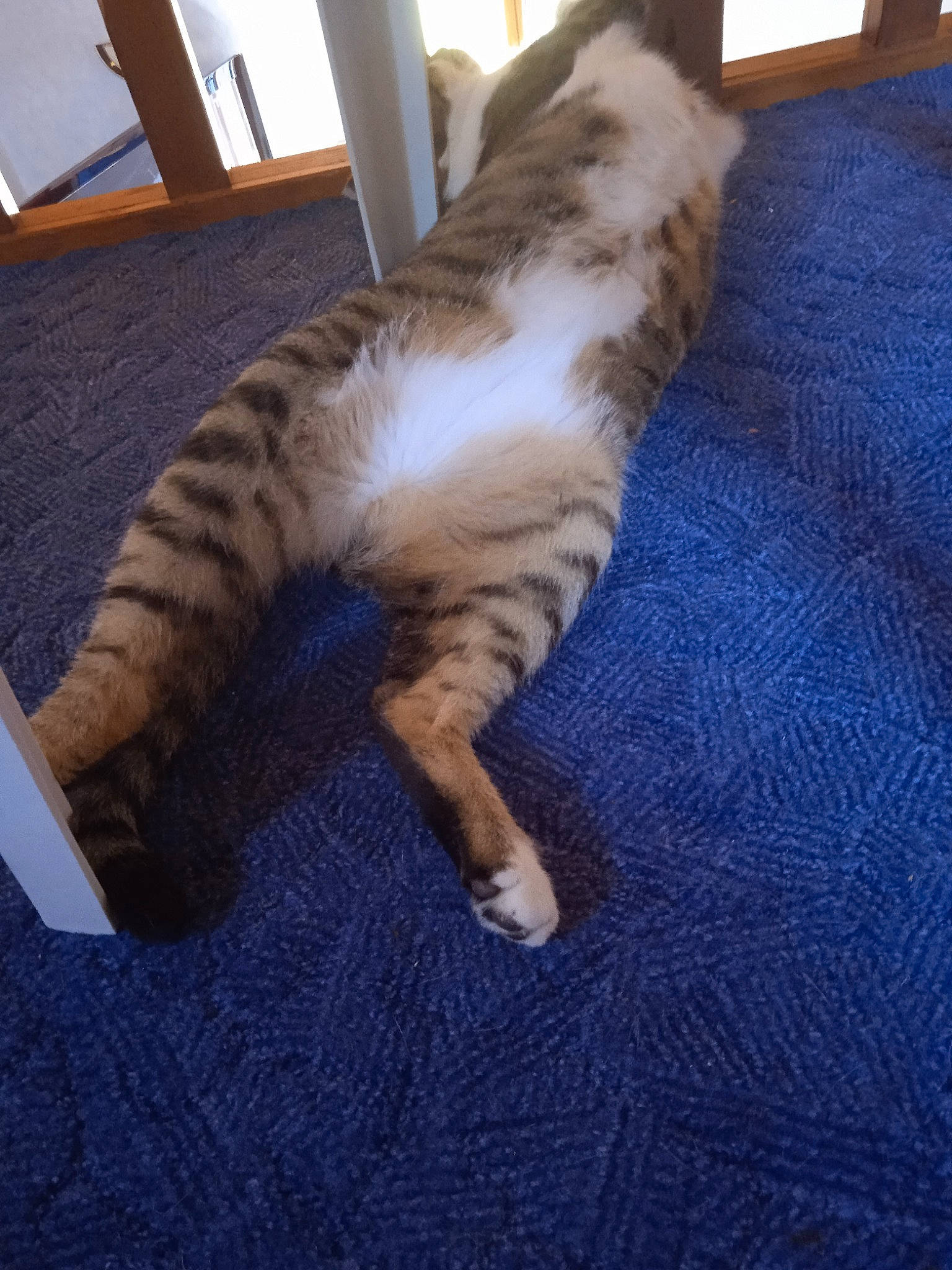 Rififi participe au concours pour gagner de l'argent avec cette photo : canidae, carnivore, cat, claw, comfort, dog_breed, domestic_short_haired_cat, felidae, floor, flooring, fur, hardwood, nap, paw, room, small_to_medium_sized_cats, sporting_group, tail, whiskers, wood