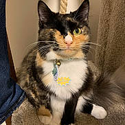 Oliveoyl joined the competition — help win amazing prizes! cat, calico, one_eyed, pet, collar, tag, go_bananas, whiskers, fur, carpet, perch, rope, indoor, cute, animal, sitting, feline, domestic, curious, closeup