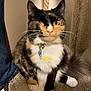 cat, calico, one_eyed, pet, collar, tag, go_bananas, whiskers, fur, carpet, perch, rope, indoor, cute, animal, sitting, feline, domestic, curious, closeup