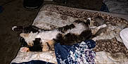 Oliveoyl joined the competition — help win amazing prizes! cat, feline, bed, blanket, indoor, relaxation, sleeping, fluffy, paw, fur, cozy, patterned_blanket, domestic_animal, resting, carpet, room, home, animal, cute, lazy