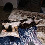 cat, feline, bed, blanket, indoor, relaxation, sleeping, fluffy, paw, fur, cozy, patterned_blanket, domestic_animal, resting, carpet, room, home, animal, cute, lazy