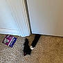 cat, paw, door, carpet, toy_mouse, feliway_packet, indoor, pet, animal, feline, black_paw, white_paw, floor, playing, curiosity, home, pet_toy, carpet_texture, door_gap, closeup