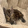 Mousse is registered to the contest to win money with this photo: kitten, cat, pet, furry, cute, animal, bed, cozy, soft, fur, small, young, resting, indoors, cute_eyes, whiskers, ears, paws, sleepy, comfort