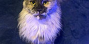 Mousse is registered to the contest to win money with this photo: cat, maine_coon, fluffy, yellow_eyes, pet, animal, feline, fur, whiskers, ears, tail, looking_up, indoor, mystical_light, blue_light, dark_background, cute, portrait, close_up, curious