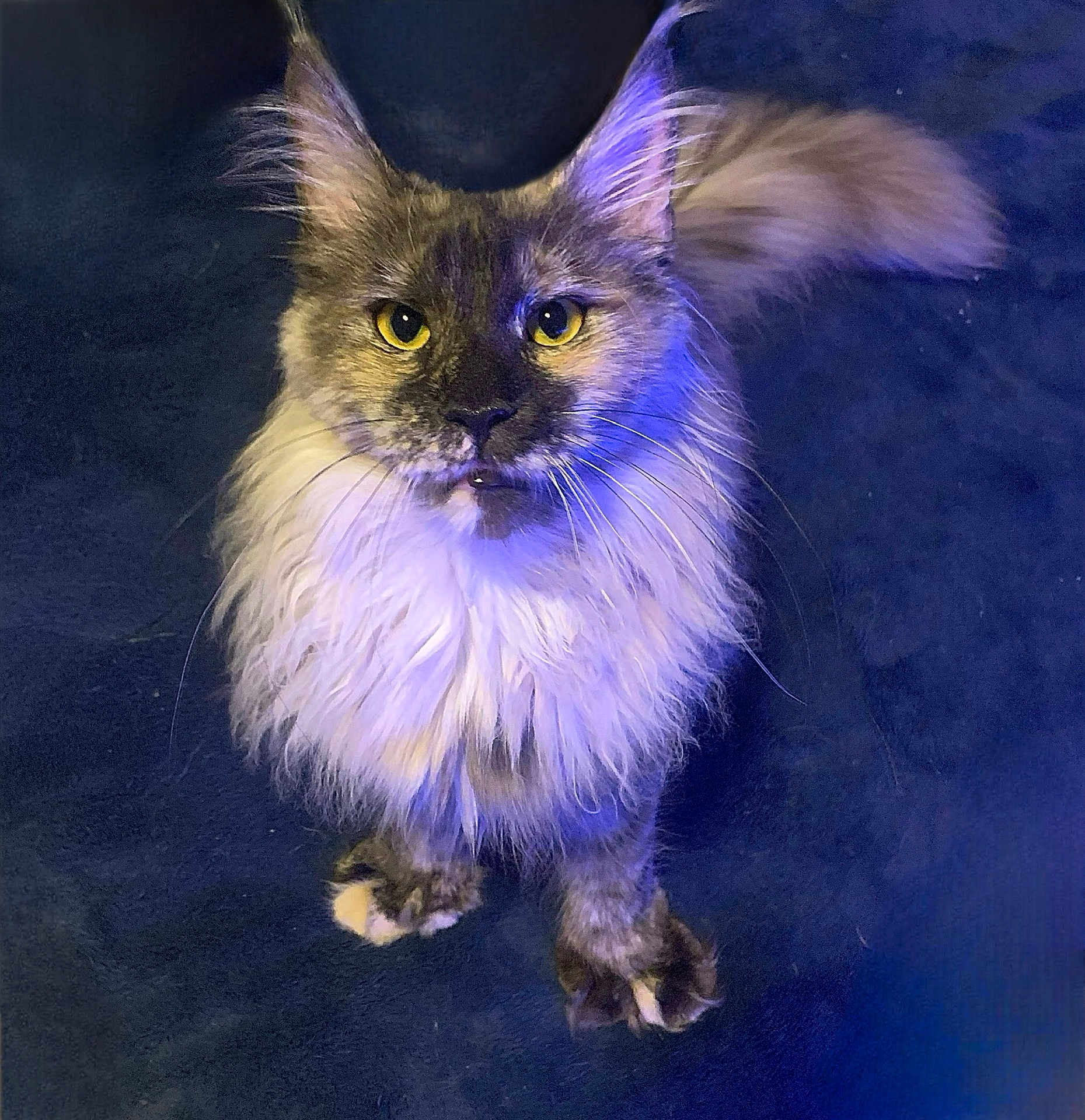 Mousse is registered to the contest to win money with this photo: cat, maine_coon, fluffy, yellow_eyes, pet, animal, feline, fur, whiskers, ears, tail, looking_up, indoor, mystical_light, blue_light, dark_background, cute, portrait, close_up, curious