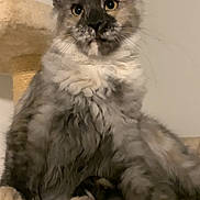 Mousse is registered to the contest to win money with this photo: cat, fluffy, ears, pet, animal, indoor, feline, curious, sitting, fur, whiskers, face, young_cat, mammal, domestic, cute, looking, resting, furniture, cat_tree