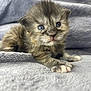 Mousse is registered to the contest to win money with this photo: kitten, cat, blue_eyes, fluffy, fur, pet, animal, cute, small, young, gray_blanket, soft_texture, whiskers, paw, lying_down, close_up, indoor, domestic, feline, adorable