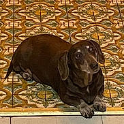 Liza is registered to the contest to win money with this photo: animal, brown_dog, companion, cute, dachshund, dog, domestic_animal, ears, floor, fur, indoor, laying_down, looking_up, patterned_floor, paw, pet, resting, small_dog, snout, tile