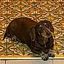animal, brown_dog, companion, cute, dachshund, dog, domestic_animal, ears, floor, fur, indoor, laying_down, looking_up, patterned_floor, paw, pet, resting, small_dog, snout, tile
