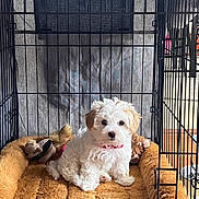 Luna joined the competition — help win amazing prizes! puppy, dog, crate, dog_bed, plush_toy, white, curly_fur, pink_collar, indoor, pet, cute, small_dog, furniture, cozy, animal, cage, floor, toy, resting, young