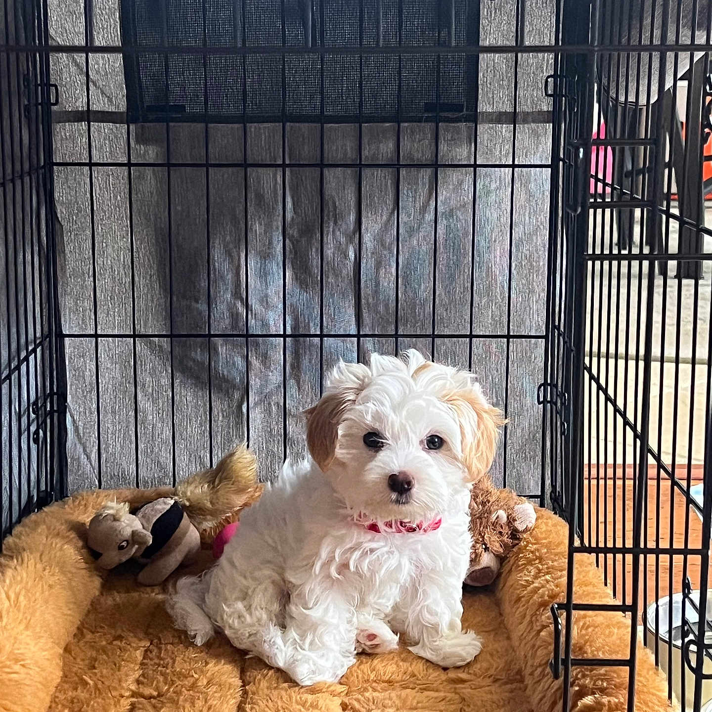 Luna joined the competition — help win amazing prizes! animal, cage, cozy, crate, curly_fur, cute, dog, dog_bed, floor, furniture, indoor, pet, pink_collar, plush_toy, puppy, resting, small_dog, toy, white, young